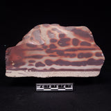 ZEBRA STONE, Australia ZZS023