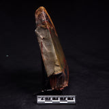 MARRA MAMBA TIGER EYE STROMATOLITE, Archean, Australia YSC167