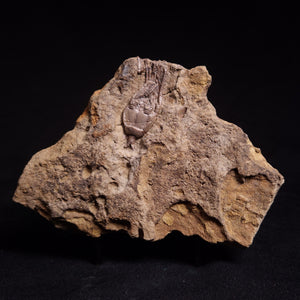 View All Marine Fossils