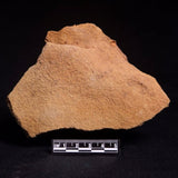NEOCAMPTOCRINUS SP. CRINOID FOSSIL, Permian, Australia XJB044