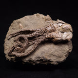 JIMBACRINUS BOSTOCKI CRINOID FOSSIL, Permian, Australia XJB045