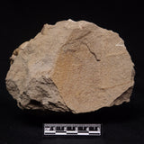 JIMBACRINUS BOSTOCKI CRINOID FOSSIL, Permian, Australia XJB045