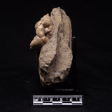 JIMBACRINUS BOSTOCKI CRINOID FOSSIL, Permian, Australia XJB045