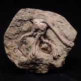 JIMBACRINUS BOSTOCKI CRINOID FOSSIL, Permian, Australia XJB046
