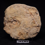 JIMBACRINUS BOSTOCKI CRINOID FOSSIL, Permian, Australia XJB046