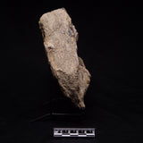 JIMBACRINUS BOSTOCKI CRINOID FOSSIL, Permian, Australia XJB046