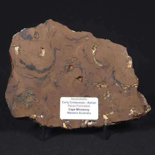 STROMATOLITE, Parda Formation, Early Cretaceous (Aptian), Australia 8VA032