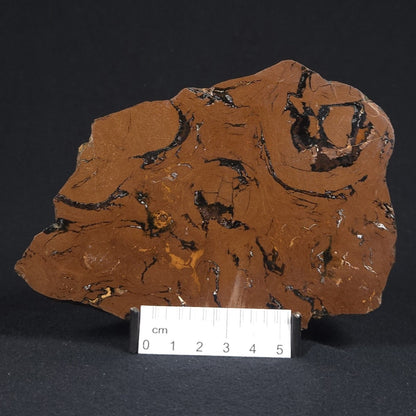 STROMATOLITE, Parda Formation, Early Cretaceous (Aptian), Australia 8VA032