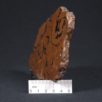 STROMATOLITE, Parda Formation, Early Cretaceous (Aptian), Australia 8VA032