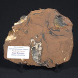 STROMATOLITE, Parda Formation, Early Cretaceous (Aptian), Australia 8VA033