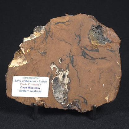 STROMATOLITE, Parda Formation, Early Cretaceous (Aptian), Australia 8VA033