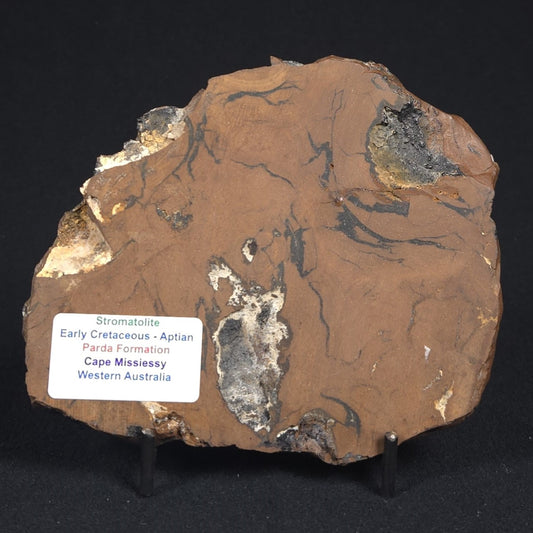 STROMATOLITE, Parda Formation, Early Cretaceous (Aptian), Australia 8VA033