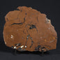 STROMATOLITE, Parda Formation, Early Cretaceous (Aptian), Australia 8VA033