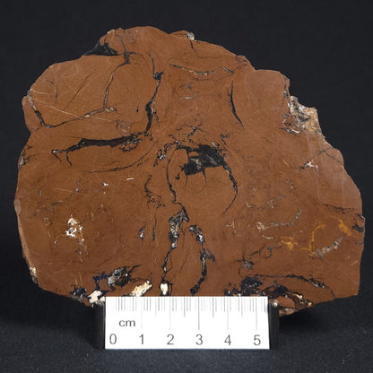 STROMATOLITE, Parda Formation, Early Cretaceous (Aptian), Australia 8VA033