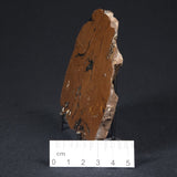 STROMATOLITE, Parda Formation, Early Cretaceous (Aptian), Australia 8VA033