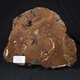 STROMATOLITE, Parda Formation, Early Cretaceous (Aptian), Australia 8VA035