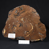STROMATOLITE, Parda Formation, Early Cretaceous (Aptian), Australia 8VA035