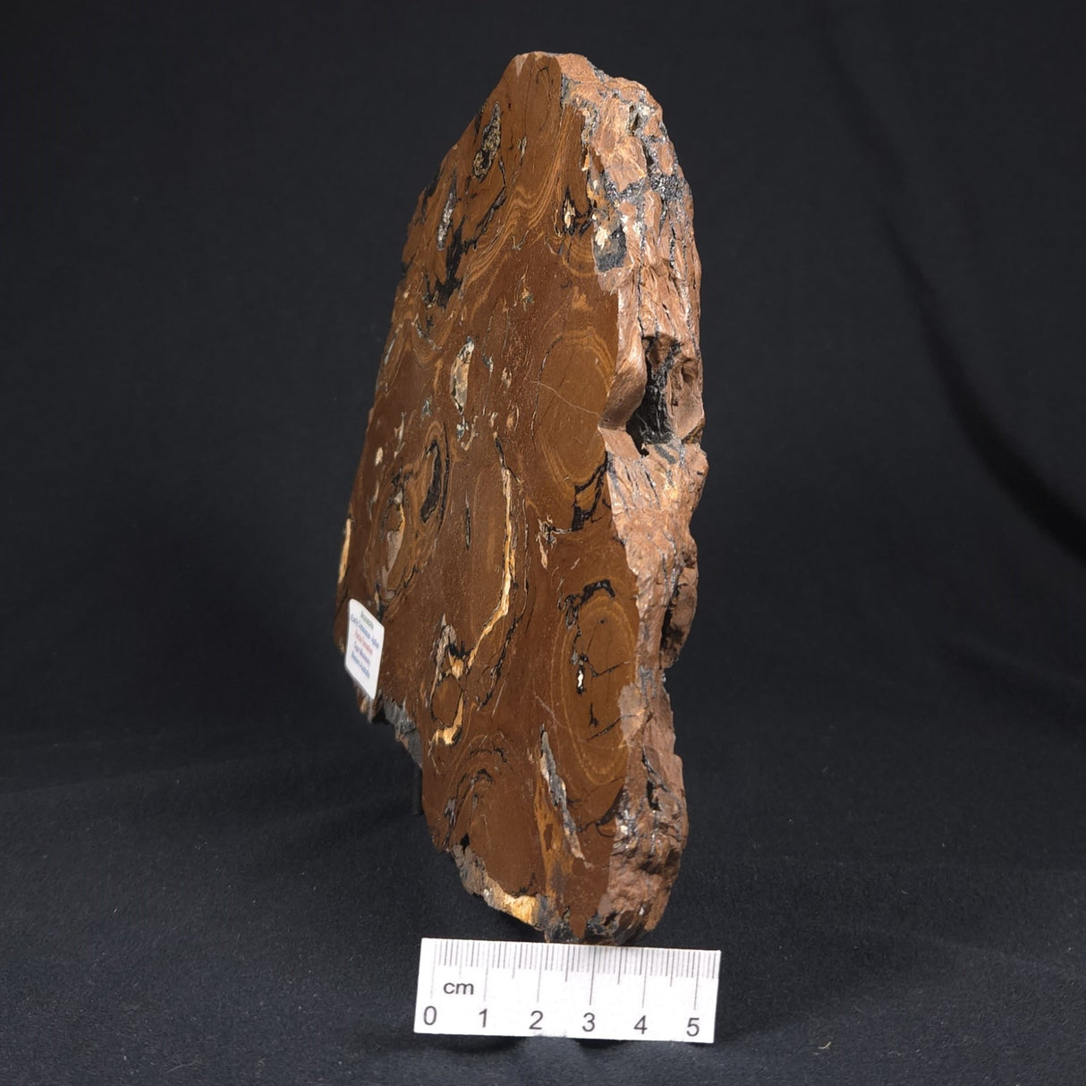STROMATOLITE, Parda Formation, Early Cretaceous (Aptian), Australia 8VA035