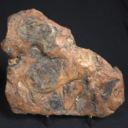 STROMATOLITE, Parda Formation, Early Cretaceous (Aptian), Australia 8VA034