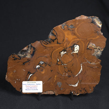 STROMATOLITE, Parda Formation, Early Cretaceous (Aptian), Australia 8VA034
