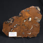 STROMATOLITE, Parda Formation, Early Cretaceous (Aptian), Australia 8VA034
