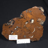 STROMATOLITE, Parda Formation, Early Cretaceous (Aptian), Australia 8VA034