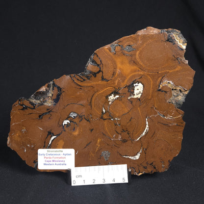 STROMATOLITE, Parda Formation, Early Cretaceous (Aptian), Australia 8VA034