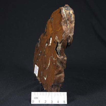 STROMATOLITE, Parda Formation, Early Cretaceous (Aptian), Australia 8VA034