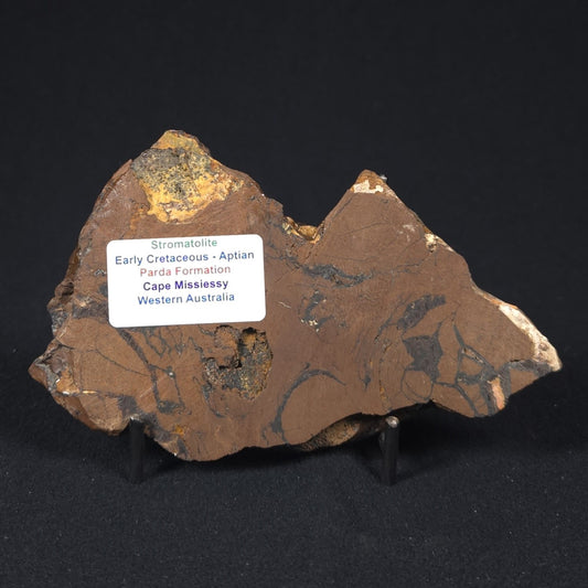 STROMATOLITE, Parda Formation, Early Cretaceous (Aptian), Australia 8VA036
