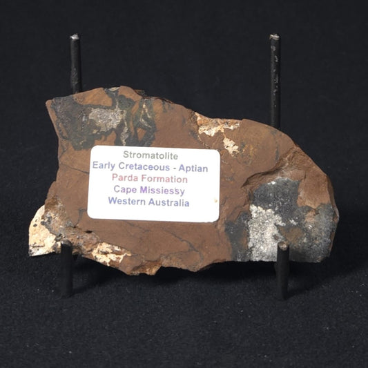 STROMATOLITE, Parda Formation, Early Cretaceous (Aptian), Australia 8VA037