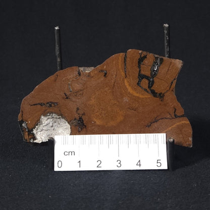 STROMATOLITE, Parda Formation, Early Cretaceous (Aptian), Australia 8VA037