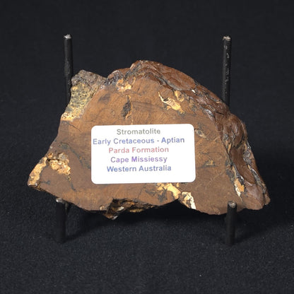 STROMATOLITE, Parda Formation, Early Cretaceous (Aptian), Australia 8VA038