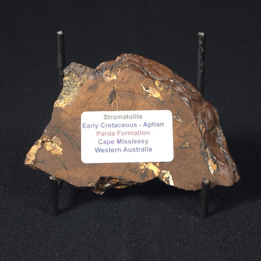 STROMATOLITE, Parda Formation, Early Cretaceous (Aptian), Australia 8VA038