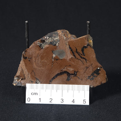 STROMATOLITE, Parda Formation, Early Cretaceous (Aptian), Australia 8VA038