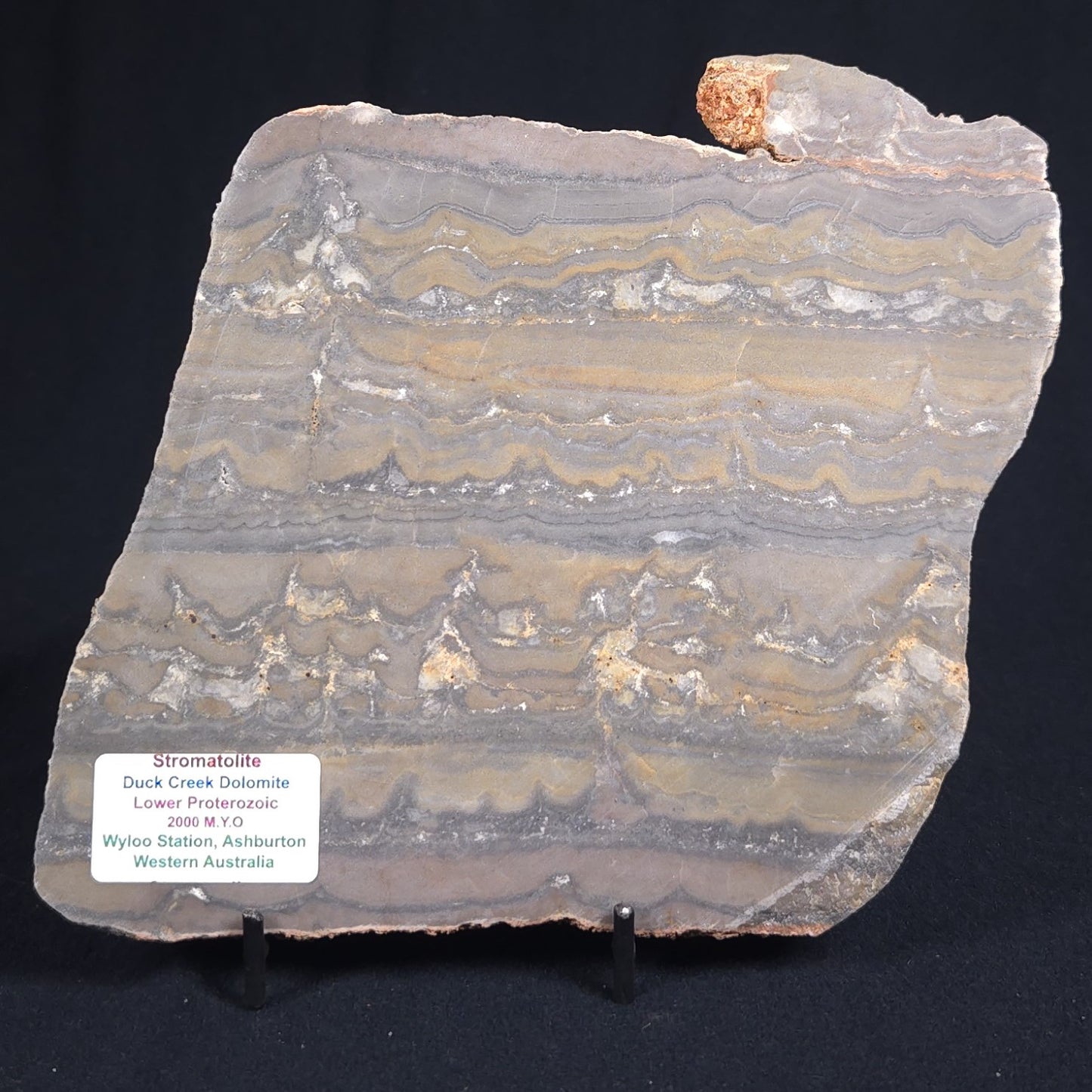 STROMATOLITE, Duck Creek, Lower Proterozoic, Australia 8VA001