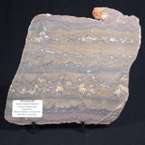STROMATOLITE, Duck Creek, Lower Proterozoic, Australia 8VA001