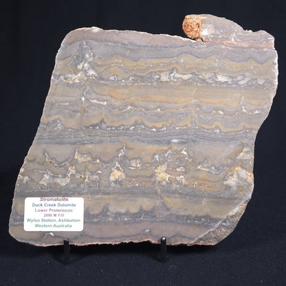 STROMATOLITE, Duck Creek, Lower Proterozoic, Australia 8VA001