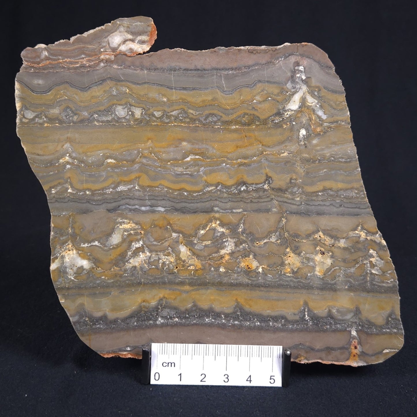 STROMATOLITE, Duck Creek, Lower Proterozoic, Australia 8VA001