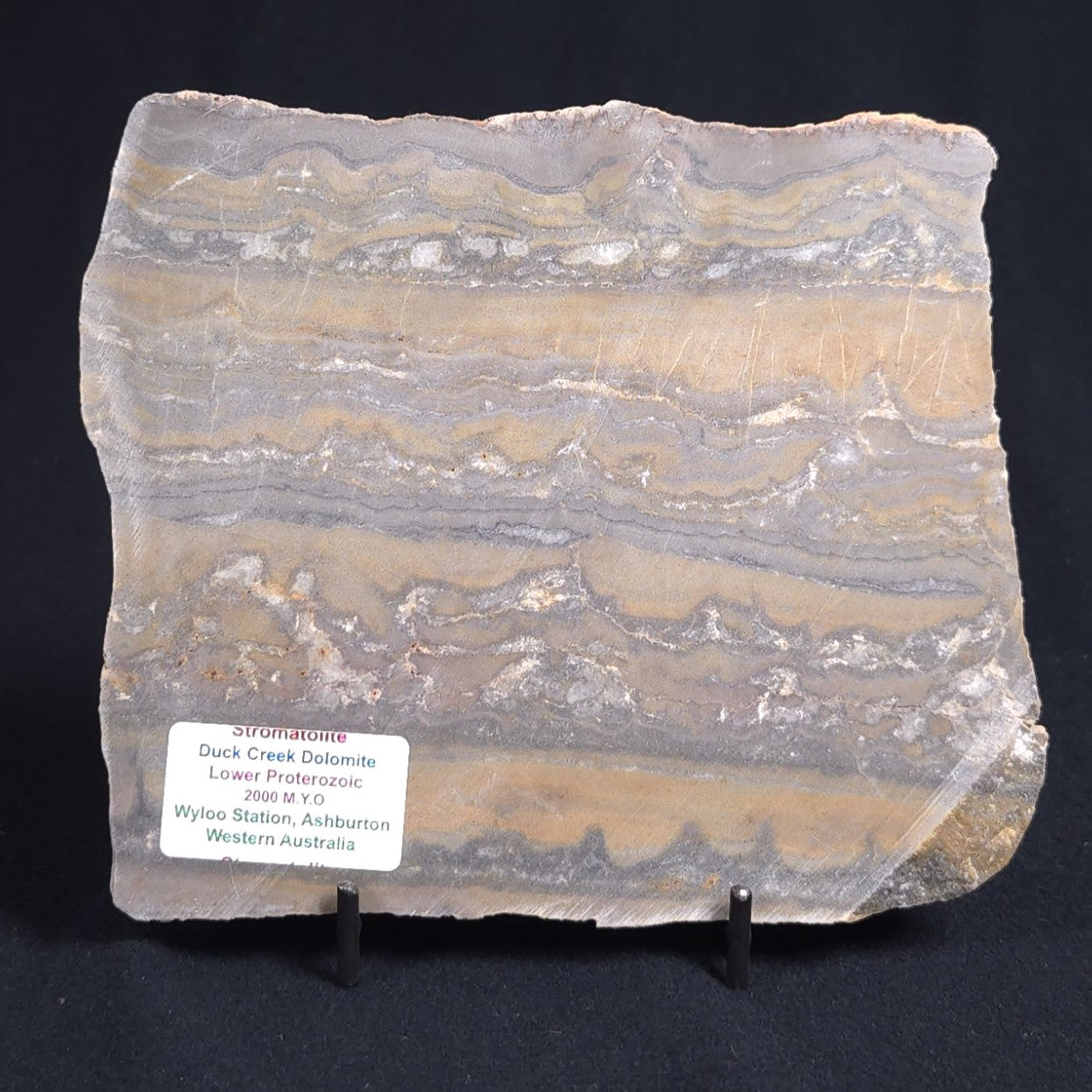 STROMATOLITE, Duck Creek, Lower Proterozoic, Australia 8VA002