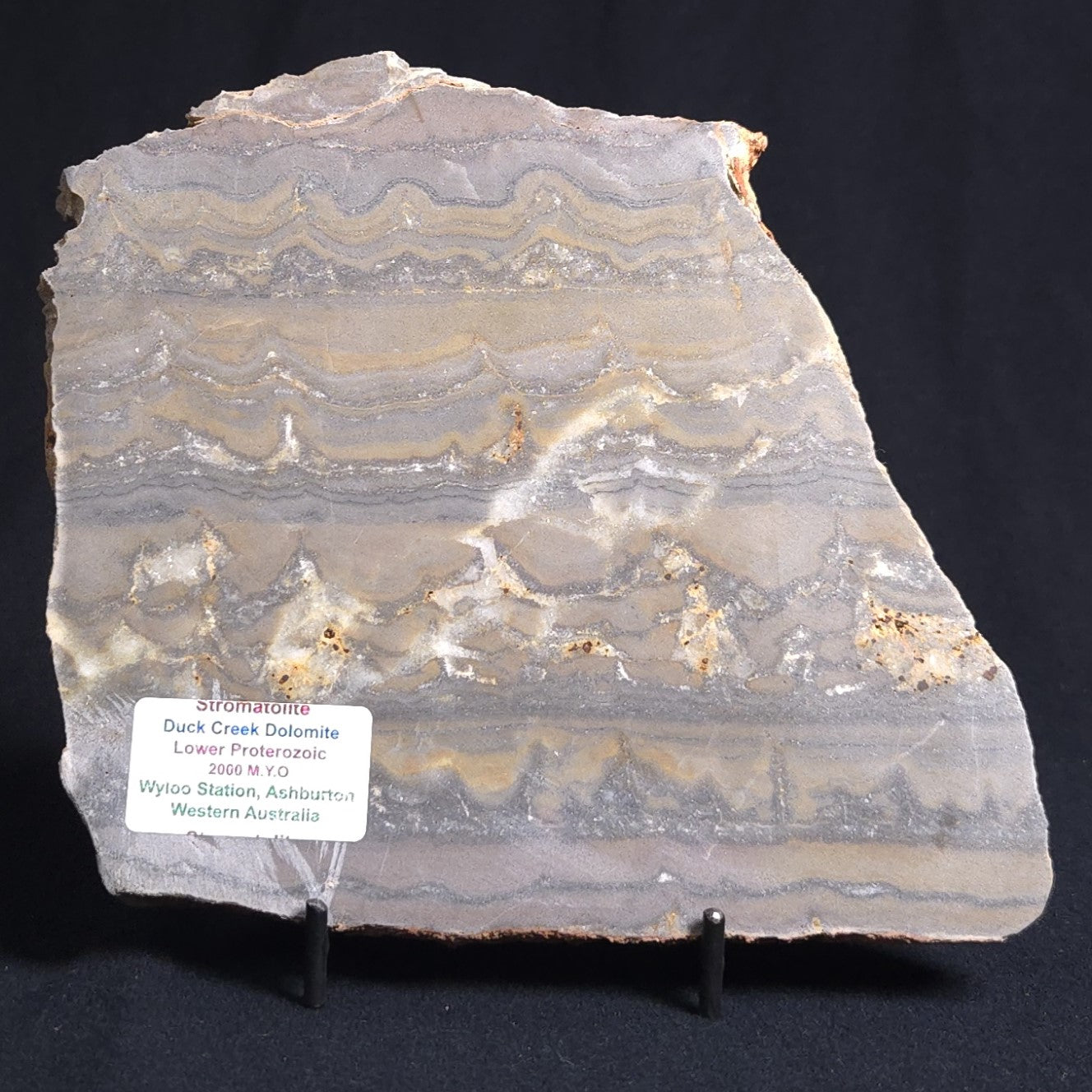 STROMATOLITE, Duck Creek, Lower Proterozoic, Australia 8VA003