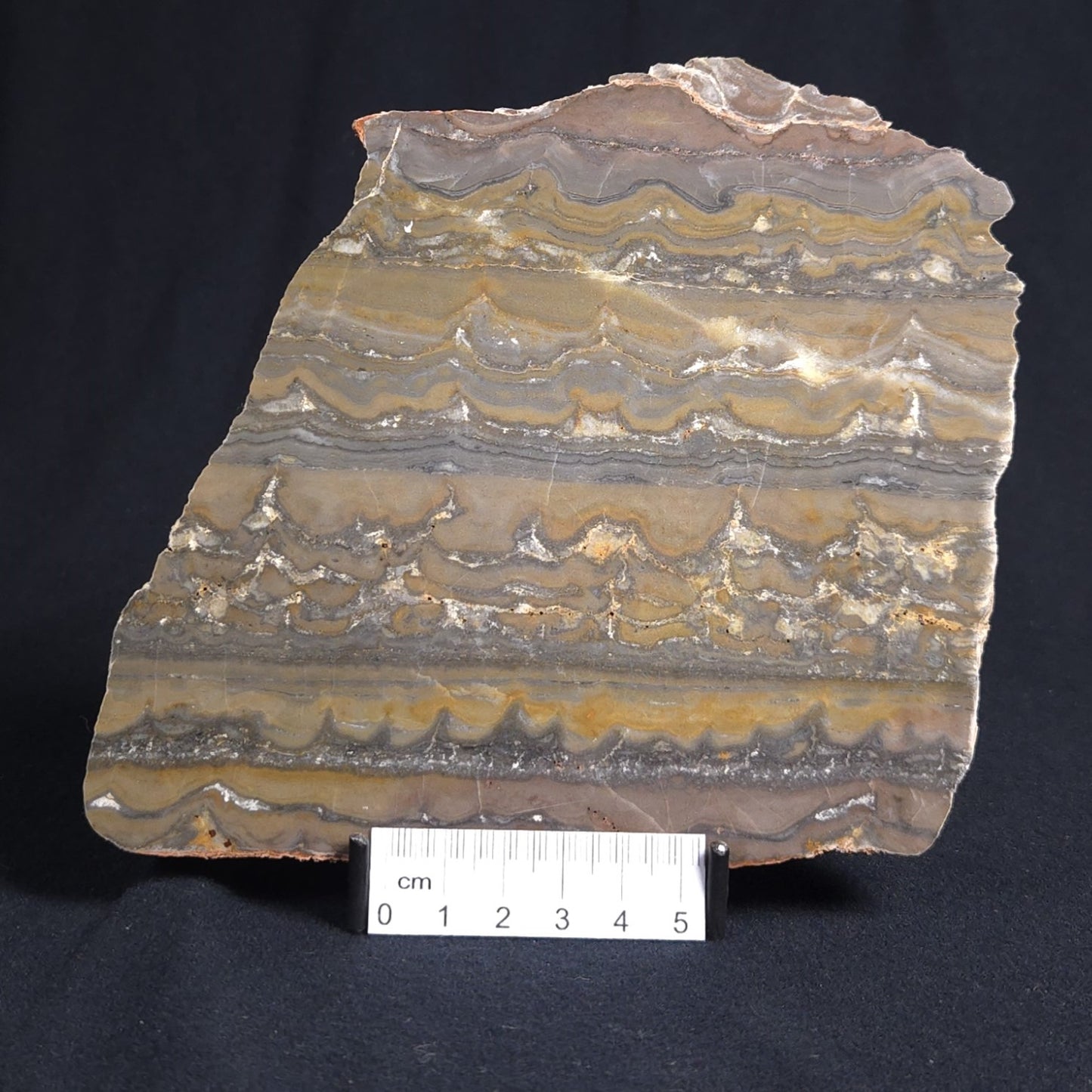STROMATOLITE, Duck Creek, Lower Proterozoic, Australia 8VA003