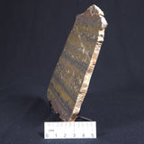 STROMATOLITE, Duck Creek, Lower Proterozoic, Australia 8VA003