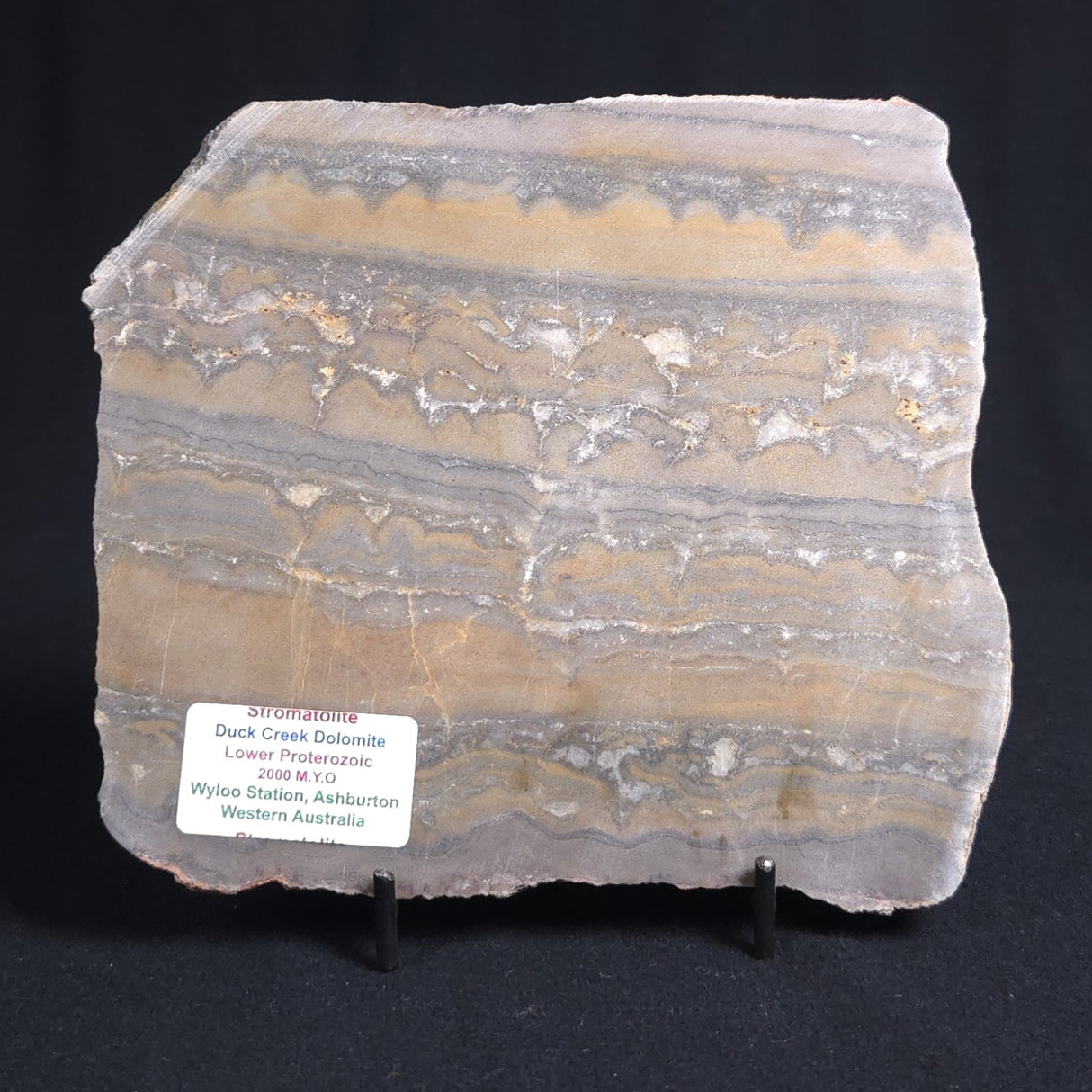 STROMATOLITE, Duck Creek, Lower Proterozoic, Australia 8VA004