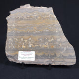 STROMATOLITE, Duck Creek, Lower Proterozoic, Australia 8VA005
