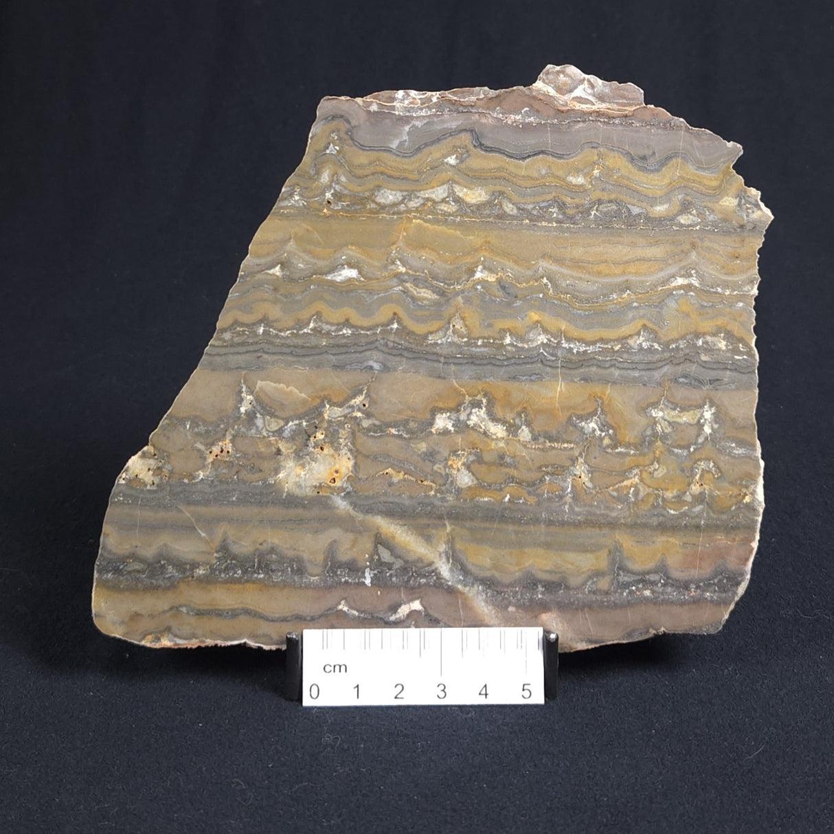STROMATOLITE, Duck Creek, Lower Proterozoic, Australia 8VA005