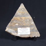 STROMATOLITE, Duck Creek, Lower Proterozoic, Australia 8VA007