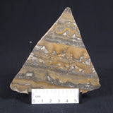 STROMATOLITE, Duck Creek, Lower Proterozoic, Australia 8VA007