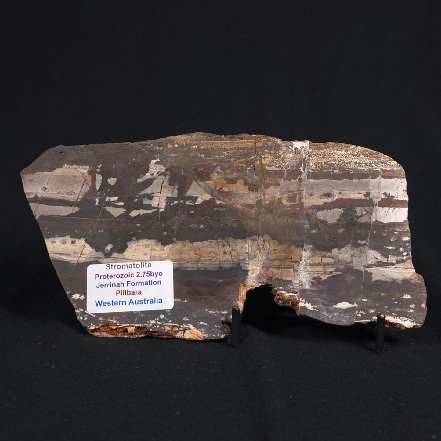 STROMATOLITE, Jerrinah Formation, Proterozoic, Australia 8VA009