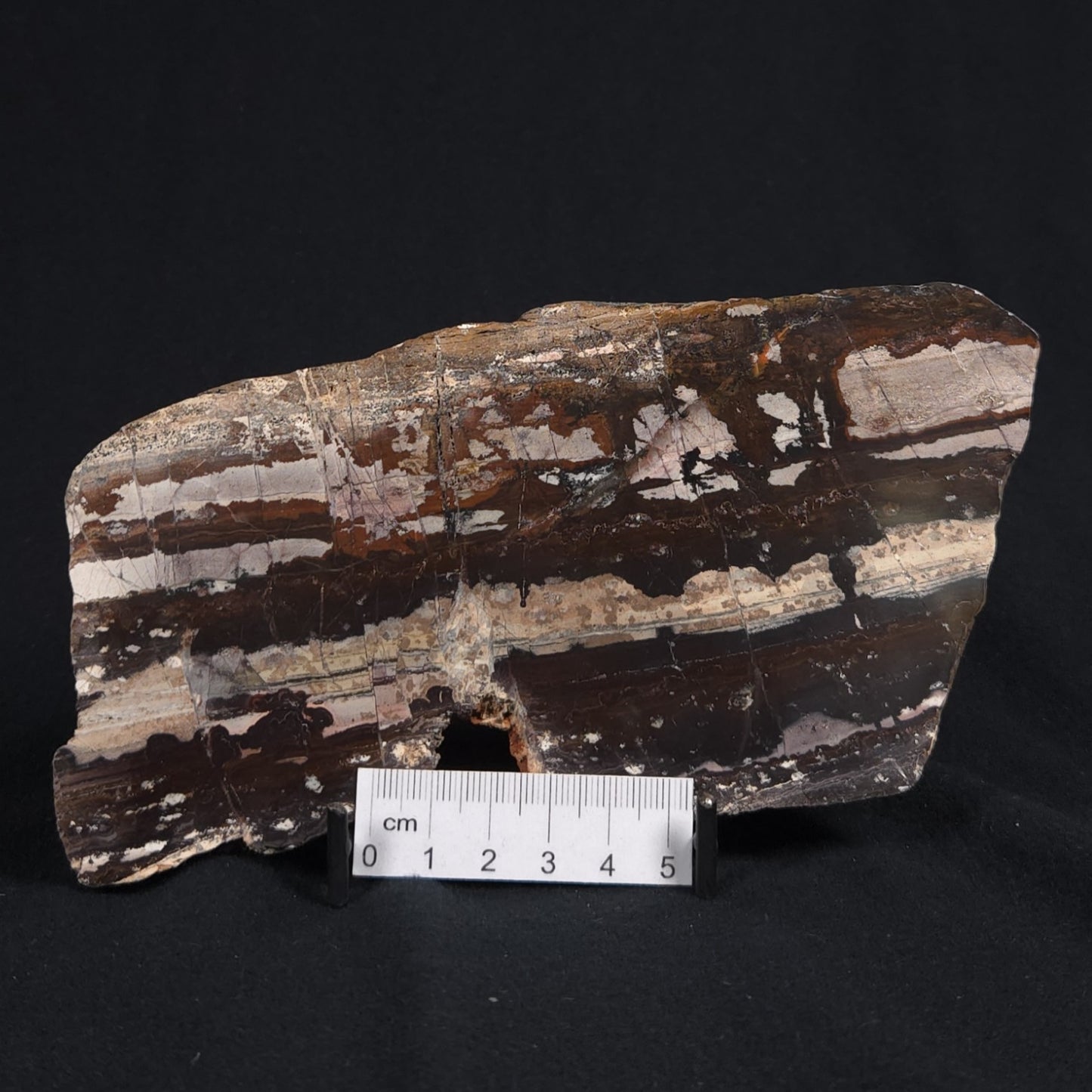 STROMATOLITE, Jerrinah Formation, Proterozoic, Australia 8VA009