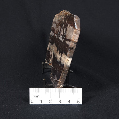 STROMATOLITE, Jerrinah Formation, Proterozoic, Australia 8VA009